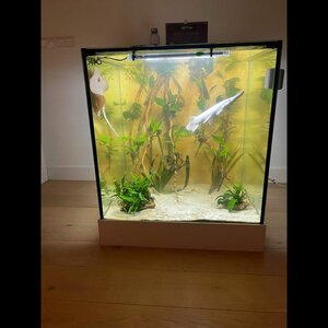 Royal Stingray image 6