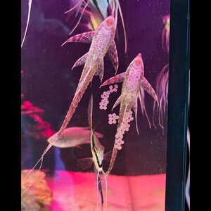 Aquariumworldonline image 6