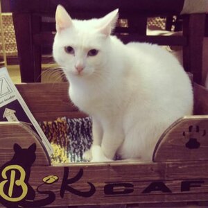 DigiBeet en Katten Café image 2