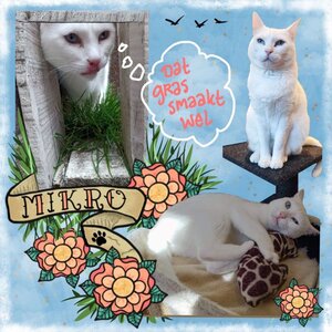 DigiBeet en Katten Café image 7