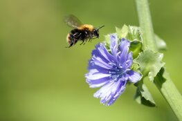 Ode aan insecten tijdens eerste open stal zondag in Aartswoud