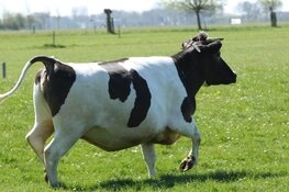 Weidegang zonder toeschouwers bij Rundveemuseum