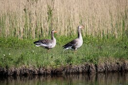 Provincie wijzigt ganzenbeleid en vergoedt voortaan minder aan landbouwschade