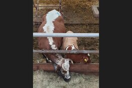 Over het wel en wee van het Rundveemuseum na de brand