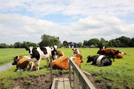 Pratende koeien leren verstaan in het rundveemuseum op 8 augustus