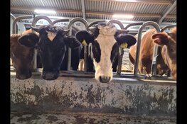 Vernieuwd rundveemuseum te bezoeken op Zondag 13 februari