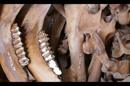 De Bottendokter in het Rundveemuseum op 10 juli