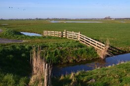 Wandeling naar Weelpolder en bezoek aan Rundveemuseum in Aartswoud