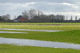 Excursie Braakpolder met natuurgids vanuit Rundveemuseum