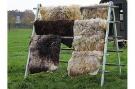 Schapen scheren op zondag 21 juli bij het Rundveemuseum