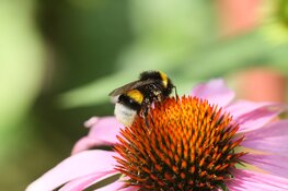 Lezingen over houden van bijen op 2 maart in Rundveemuseum