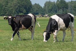 Onderzoeken voedingsstoffen en mest: kansen voor Noord-Hollandse agrariërs