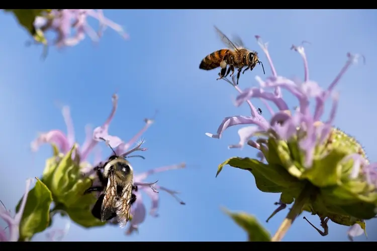 Minder maaien voor meer bloemen, kruiden en insecten