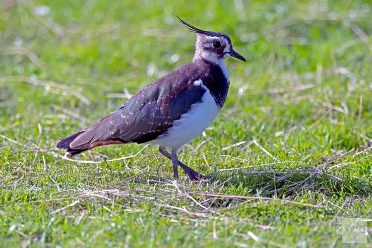 Duidelijkheid voor gemeenten: geen ruimtelijke ontwikkeling in weidevogelgebieden
