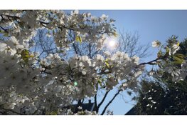 Smartphone fotografie in Noord-Holland