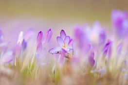 Laatste week van februari verloopt zacht en wisselvallig