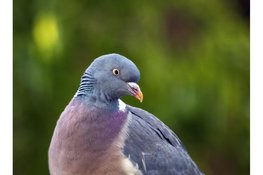 Houtduiven: agrariërs in Noord-Holland kunnen weer actief schade bestrijden