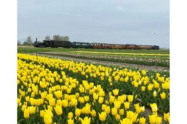 Tulpentrams rijden weer tussen Hoorn en Medemblik