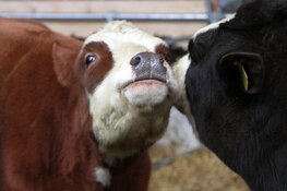 Praten met koeien in het rundveemuseum op 14 juni