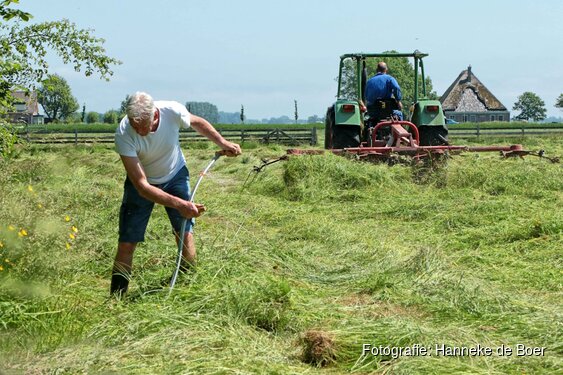 Maaien met de zeis op 26 juli bij het Rundveemuseum