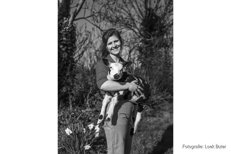 Stoeien met koeien op dierendag in Rundveemuseum